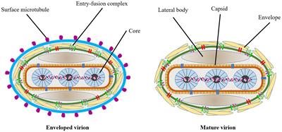 Understanding the research advances on lumpy skin disease: A comprehensive literature review of experimental evidence